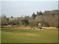 Sheep In A Field