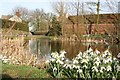 Greetham snowdrops