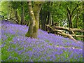 Wood with bluebells