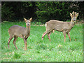 Roe deer alert