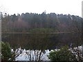 Woodland behind Mugdock Reservoir