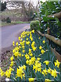 Daffodils at Woodhill