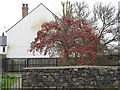 Autumn fruit still on the tree in February