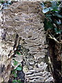 Bracket fungus on stump