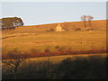 Late afternoon sun on the slopes of West Allen Dale