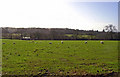 Barn, sheep, birds: Fairlawn, Walton East