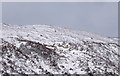 NO0672 : Sheep in the snow near Glenlochsie Lodge by Maigheach-gheal