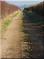 Farm track, Shrewton