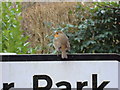 Robin, Malting Lane