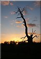 Dead tree silhouette in Ickworth Park