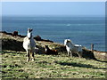 SM9340 : Windswept ponies on Ciliau moor by Natasha Ceridwen de Chroustchoff