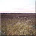 SU0727 : Ripening barley and rogue grasses, Netton Farm by Maigheach-gheal