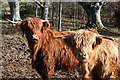 NJ2947 : Highland cattle, as curious as ever by Des Colhoun