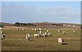 More Inquisitive Sheep