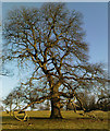 SE2869 : Oak at Studley Royal by Matthew Hatton