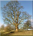 Pollarded Sycamore