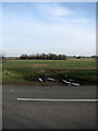 View across field east of Watton Road