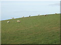 Sheep on hillside near Week St Mary