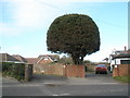 Impressive tree in Newtown Lane