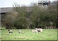 Ewe with lively quadruplets