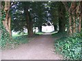 Yew trees, Parish Church of St Mary, Winterborne Whitechurch