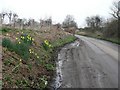 West Wellow: daffodils at muddy lay-by