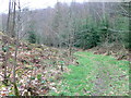 Footpath to Garth through Tower Wood