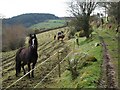 Horses by the track, Northwood