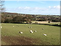 Farmland at Brimham