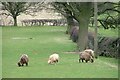 Sheep Pasture, Broughton Bank