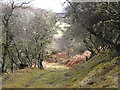 Old track, Little Rogart