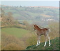 Nanteglwys April Lady and Cwm Rhiwiau