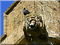 Gargoyle and jackdaw, St John the Baptist church, Latton