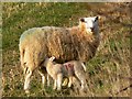 Mother and children, south of Eastington