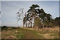 Breckland trees