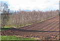 Row of birches