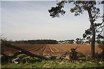 TL7777 : Field boundary on the Elveden Estate by Bob Jones