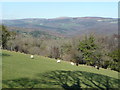 View east from Holne Hill