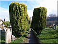 Yews, Chagford churchyard