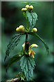 Yellow Archangel (Lamiastrum galeobdolon), near Quorn