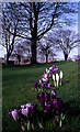 Crocuses at Northern College