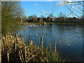 Hillfield Park lake