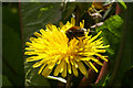 The hoverfly Eristalis intricaria, Baltasound