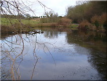 SU9346 : Lydling Farm Pond by Colin Smith