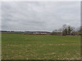 Field of wheat at Handy Cross