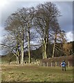 Ancient Copse of Beeches