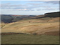 Pastures near Smithy Cleugh