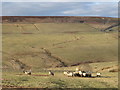 Hungry sheep near Whitelees