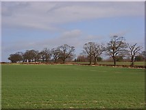 SU6898 : Farmland, Stoke Talmage by Andrew Smith