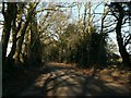 TM0328 : Lodge Lane, close to Hillhouse Farm by Robert Edwards